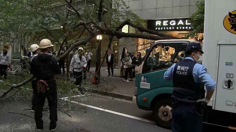 「街路樹が倒れて通行できない」数メートルの木が路上をふさぎ撤去作業で一時通行止め　ケガ人無し　東京・中央区日本橋｜FNNプライムオンライン