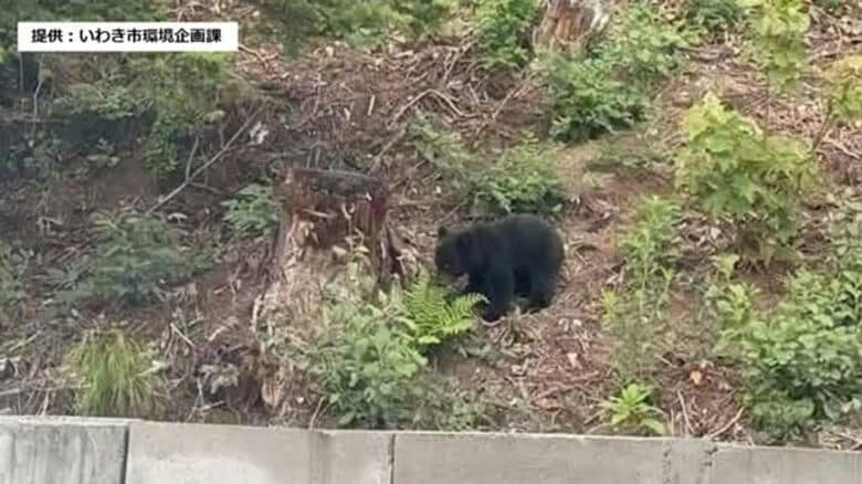いわき市でクマ目撃　現場付近の市立小中学校は臨時休校に＜福島県＞｜FNNプライムオンライン