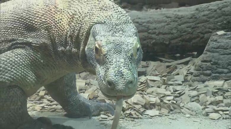 ネズミを一瞬で丸飲みに…『コモドドラゴン』東山動植物園で23日から一般公開 巨体揺らし時速20kmで走ることも｜FNNプライムオンライン
