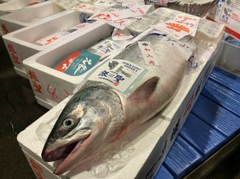【1匹で換算すると約53万円】ここ10年で最高額“秋の味覚”『秋サケ』1キロ11万1134円の最高値…札幌市中央卸売市場で初せり〈北海道日高産の4.7キロと4.8キロのメス2匹が同額〉北海道札幌市｜FNNプライムオンライン