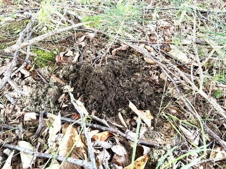 【ヒグマ速報】夏休み中の小学校のグラウンドにでっかいクマのフン＿近くの木には爪でガリガリ引っかいた痕も＿近くには住宅もあり警察が注意呼びかけ＜北海道函館市＞｜FNNプライムオンライン