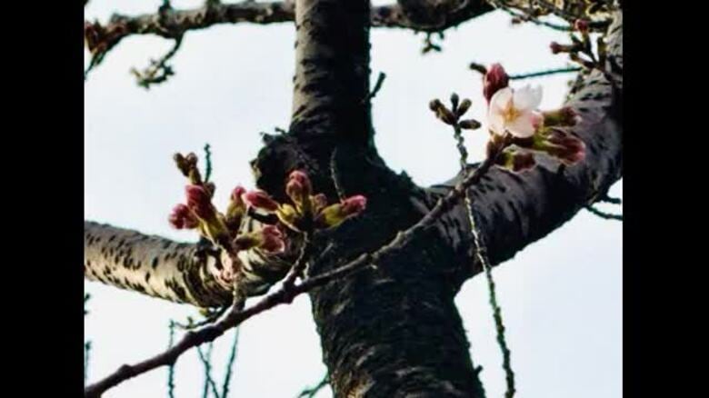 【速報】金沢でサクラ開花　平年より5日早く満開は4月3日ごろか｜FNNプライムオンライン