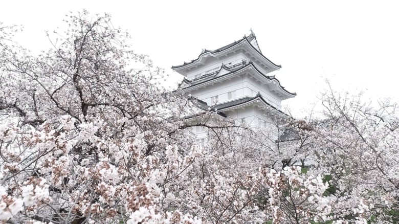 市民の支えで復興遂げた「小田原のシンボル」…強く美しく小田原城の桜｜FNNプライムオンライン