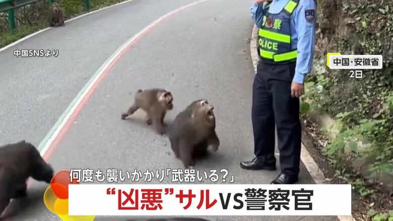 「武器いる？」“凶悪”サルVS警察官！何度も歯を剥き出し襲い掛かり群れで追い込む…一斉に“クラクション”鳴らしサルを撃退　中国・安徽省｜FNNプライムオンライン