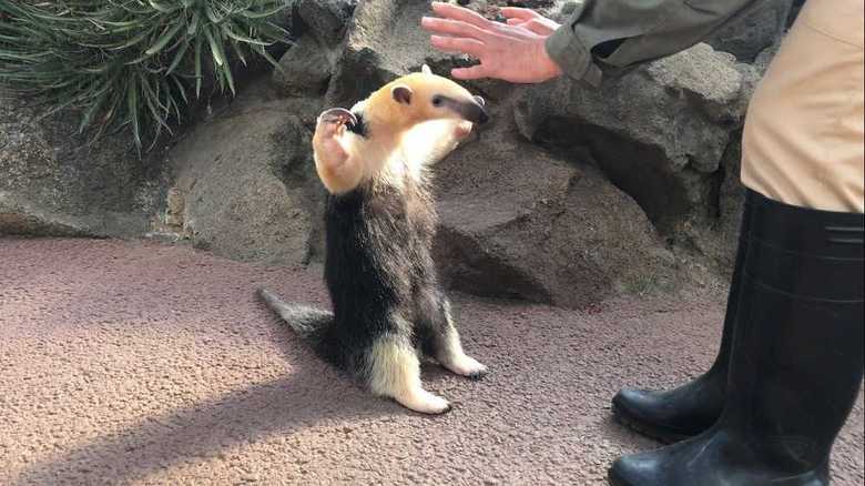 飼育員さんに「遊んで」アピールも…