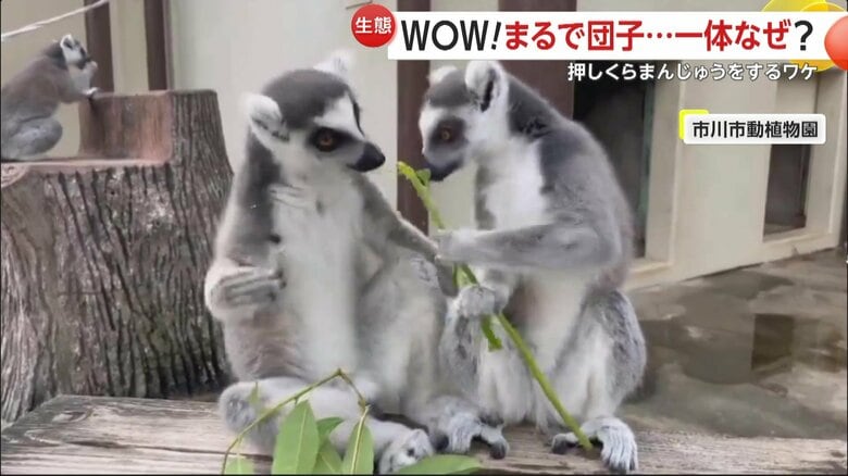 普段は葉っぱがついた枝を盗られたり、盗ったりして過ごしているワオキツネザルたち