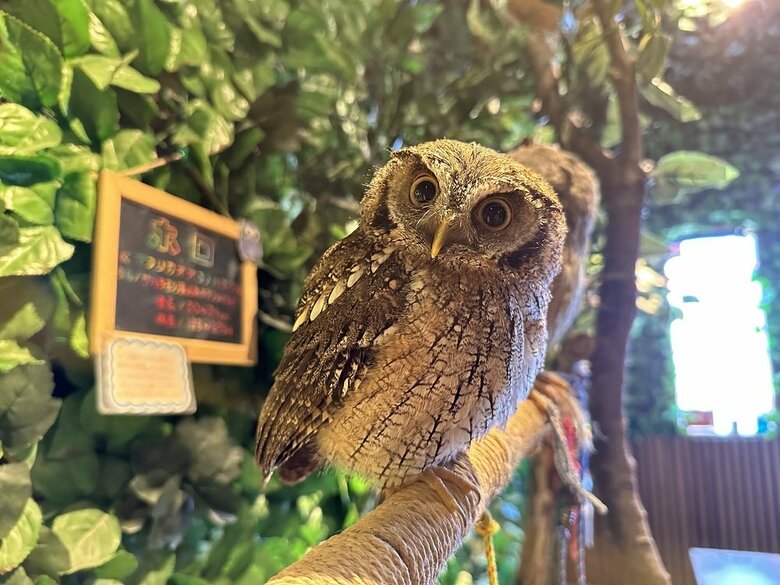 羽根をプレゼントしてアピールしたナツくん