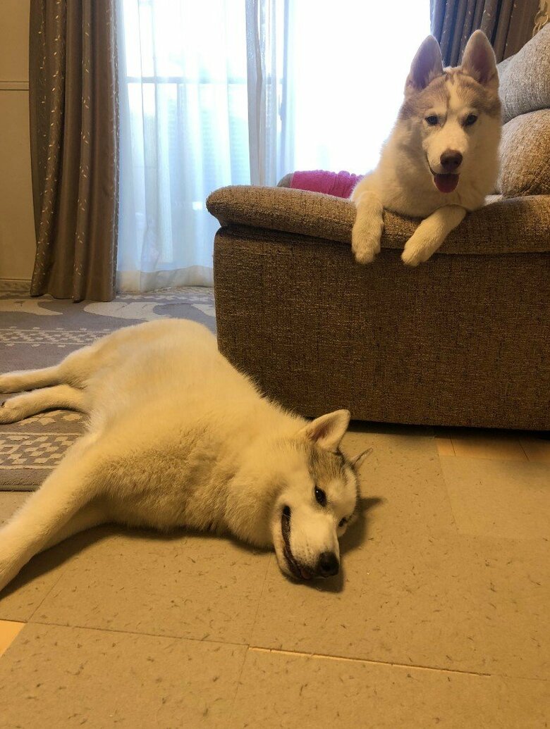 左：銀太くん　右：緋那子ちゃん（提供：斑柄兄妹（銀太と緋那子）さん）