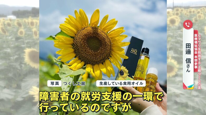 去年のひまわり