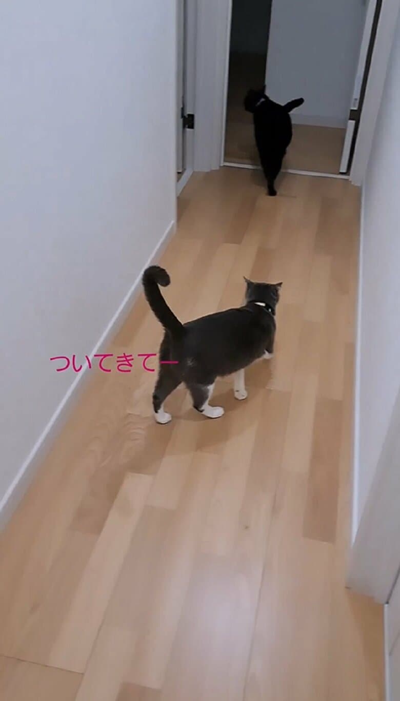 「ついてきてー」と先導していく