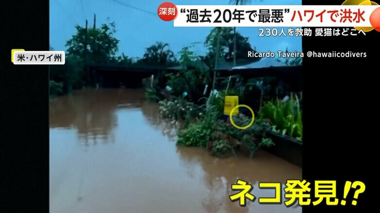 コンクリート塀の上でネコを発見する男性