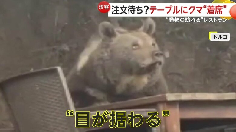 据わった目で辺りを見回すクマ（IHA）