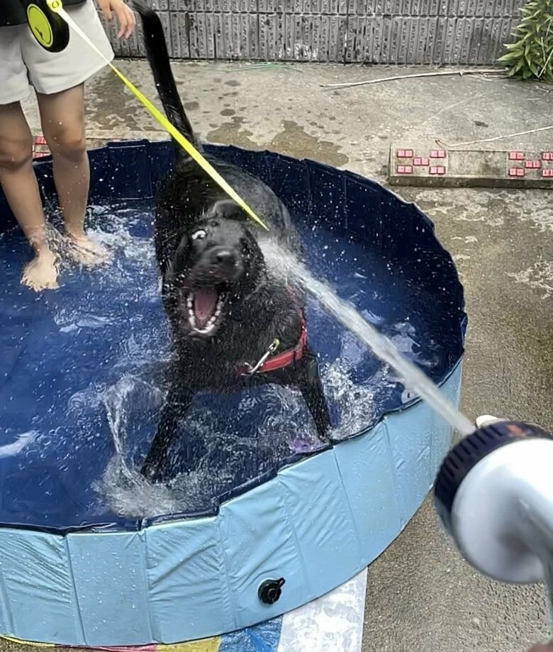 ホースからの水に大興奮（2022年撮影）