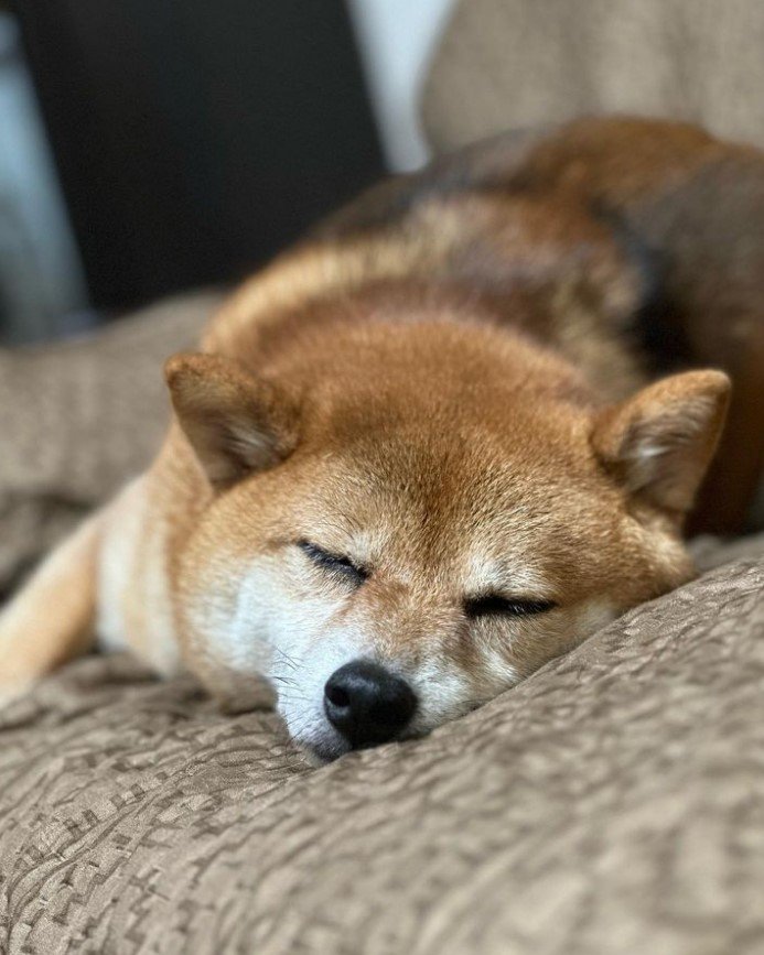 提供：Nerushibaさん