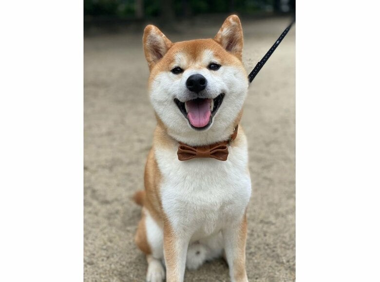 もうすぐ3歳になる現在の寅吉くん（提供：torakichi602さん）