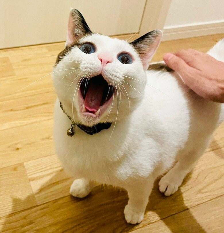 あくびを見せにくるという（提供：つくね＆ひまりさん）