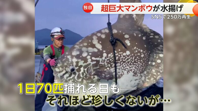 これだけ大きいマンボウは、約10年の漁師生活でもほとんど見たことがなかったという漁師