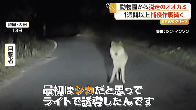 「最初はシカだと思って、ライトで誘導したんです」と驚きを語っている目撃者