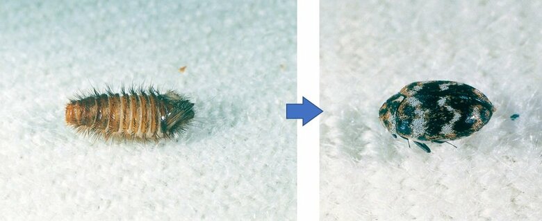 ヒメマルカツオブシムシ（提供：エステー株式会社）