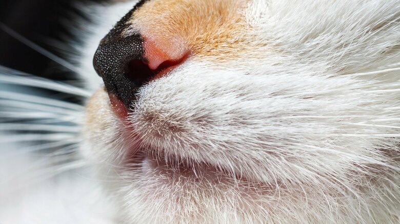 口や全身のにおいがサイン（画像はイメージ）