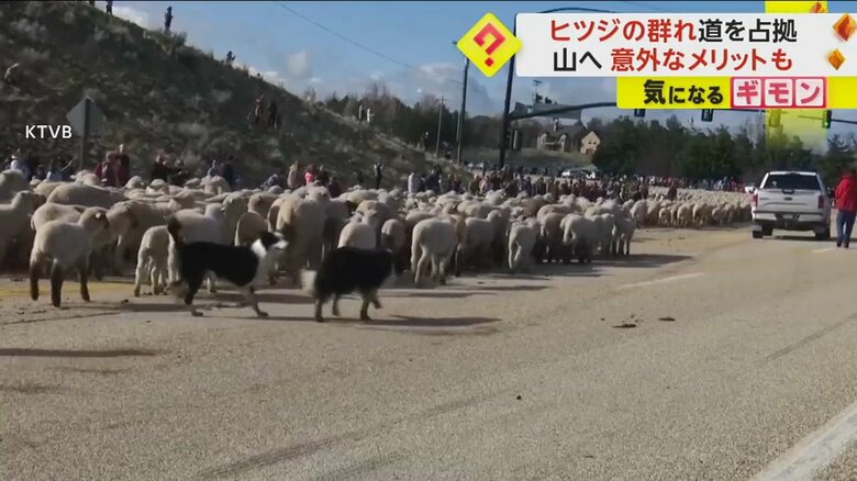 2500匹のヒツジが道路を移動している