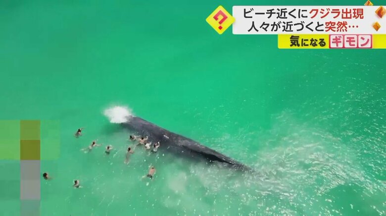 近づいてきた人たちが体にタッチした瞬間、潮ふき上げるクジラ⑤