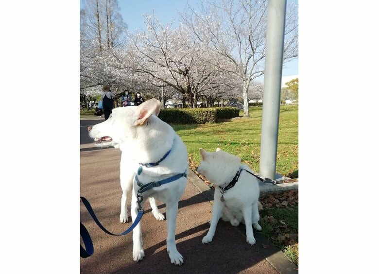 提供：テラゾーさん