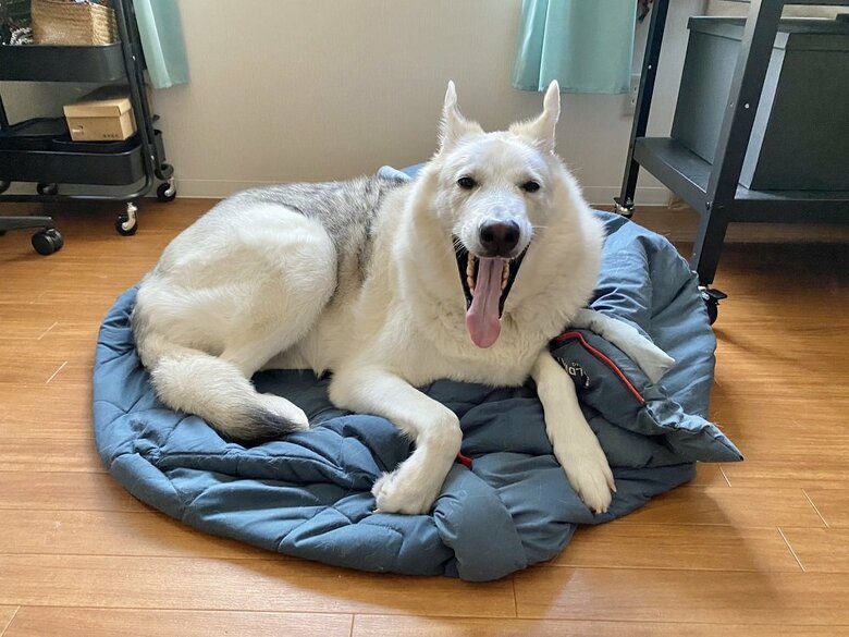 「エアコン最高～」とくつろぐサンくん