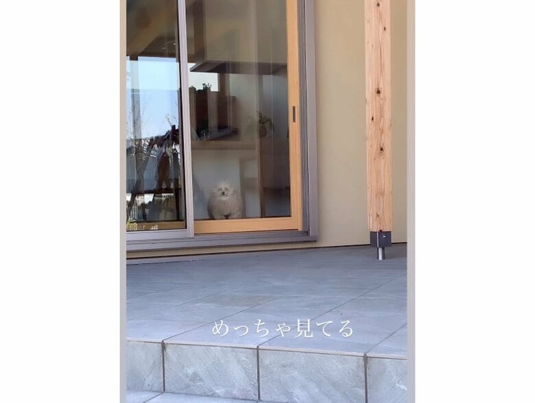 飼い主をめっちゃ見てる（提供：＠tsuru_323さん）