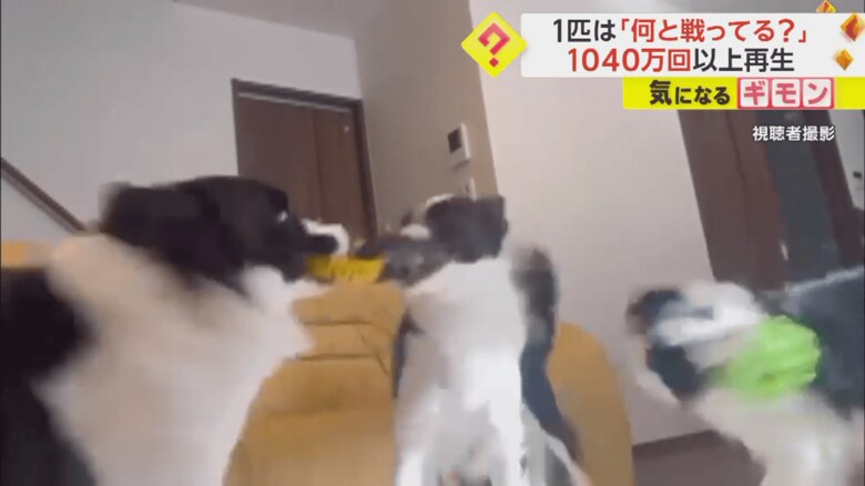 リングを取り合う2匹が動くと、同時に頭を振るワンちゃん⑥