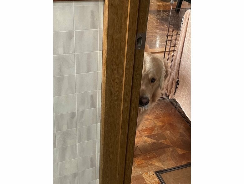 洗面所で準備している飼い主を見つめている（提供：@elmo_golret）