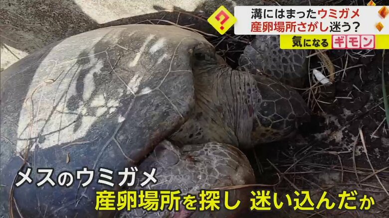 （奄美海洋生物研究会）