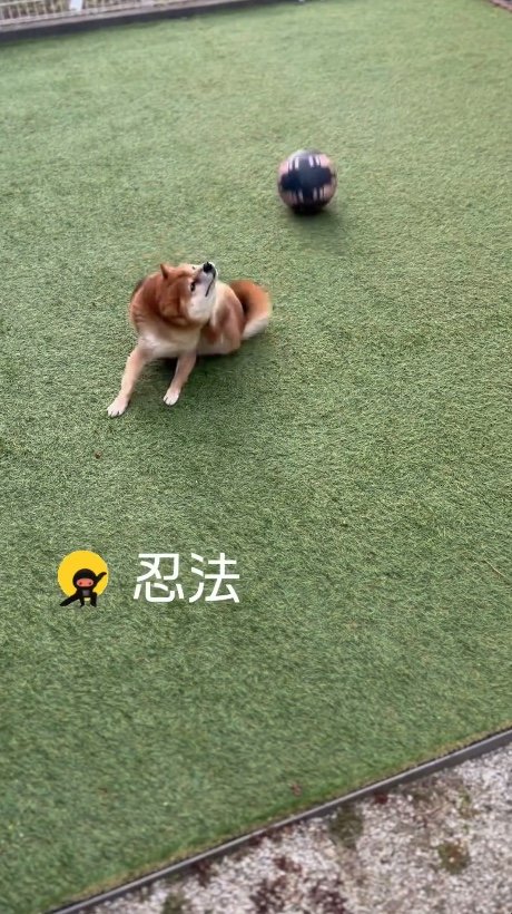 提供：Nerushibaさん