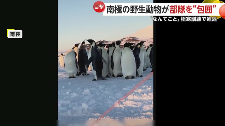 知らぬ間に部隊を包囲したペンギンの群れ