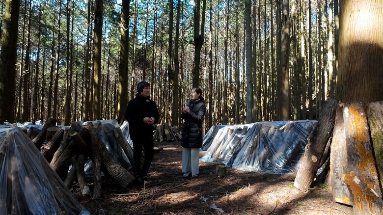 「森のテーマパーク」構想