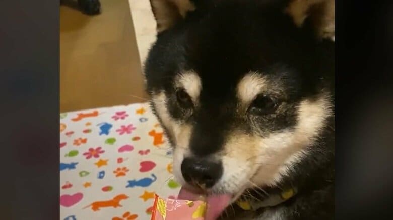 ナルトちゃんはおやつが好きだという