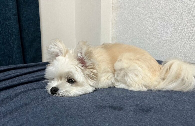 甘えん坊でいたずらっ子なぽんたくん