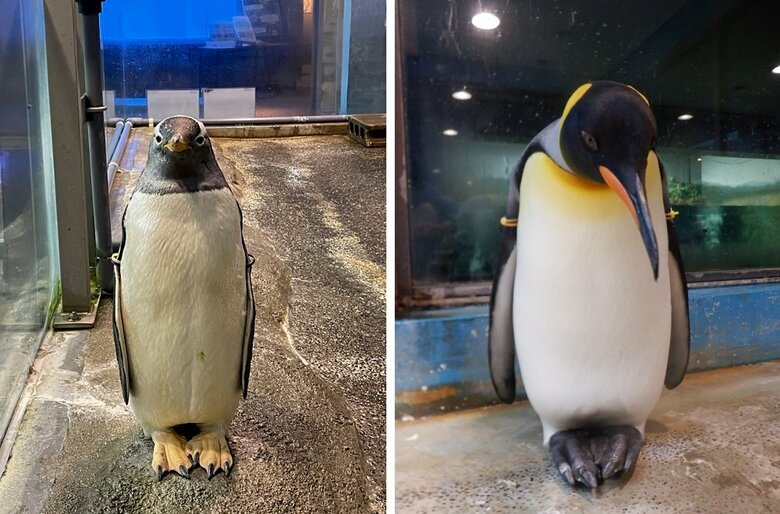 気をつけの姿勢　左：ジェンツーペンギン　右：キングペンギン（提供：長崎ペンギン水族館）