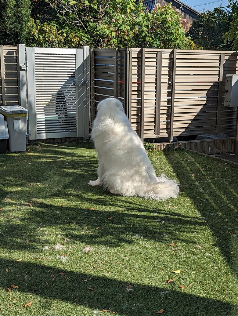 庭にいる陸ちゃん