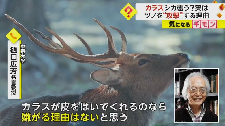 実はウィンウィンな関係を気づいていた、シカとカラス