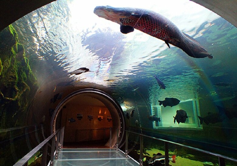 南米アマゾン川エリアの「アマゾン大水槽」（提供：栃木県なかがわ水遊園）