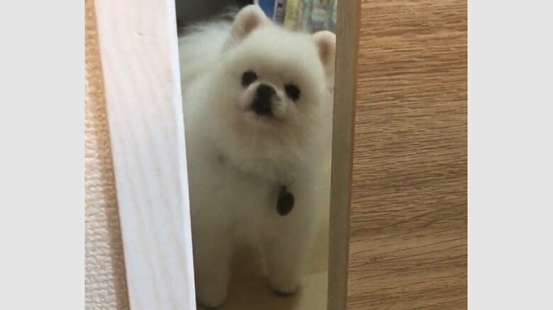 飼い主さんに反応して近づいてくる、しんくん