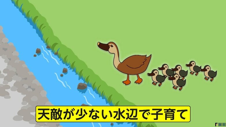 子育ては天敵が少ない川や池などの水辺で行う