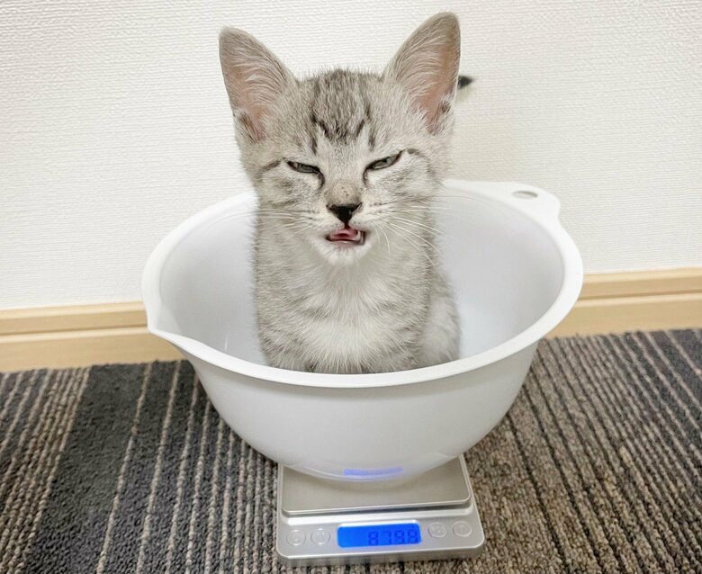 嫌そうな表情で体重計に乗る「ととまる」くん
