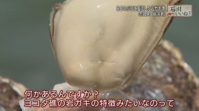 ヨコタ礁の岩ガキのおいしさ秘密は？