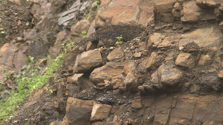 過去に新種が発見された地層