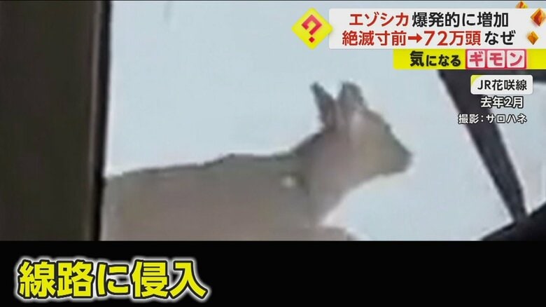 2022年2月、JR花咲線の線路に侵入するシカ