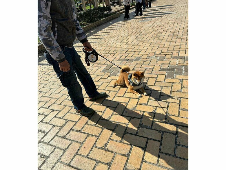 違う日の散歩でも拒否をするカンくん（提供：カンさん）