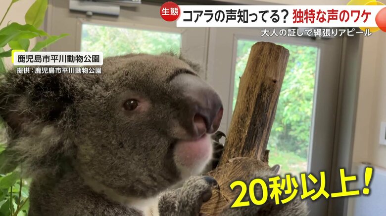 低い声を響かせるコアラ