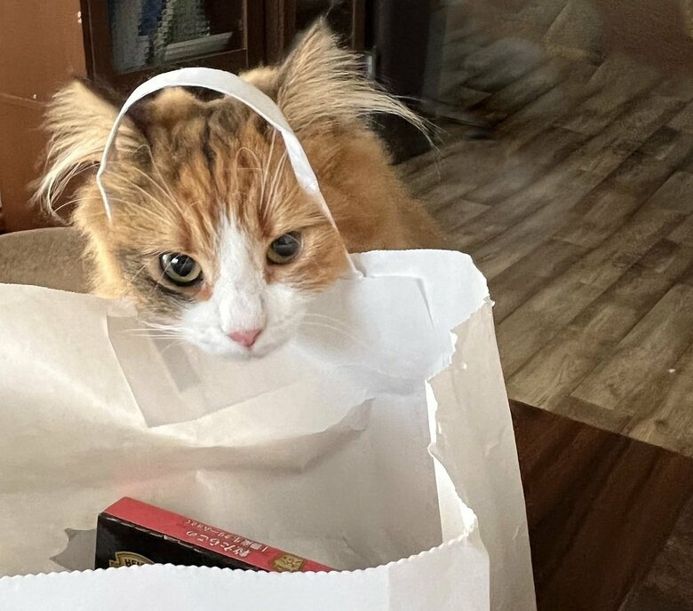 「何が入っているの？」紙袋が気になる